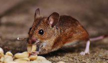 24 Hour & Emergency Exterminators in Bartlesville, OK